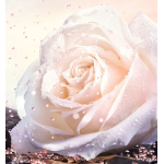 Dior Rose Essential Air Cushion Refill